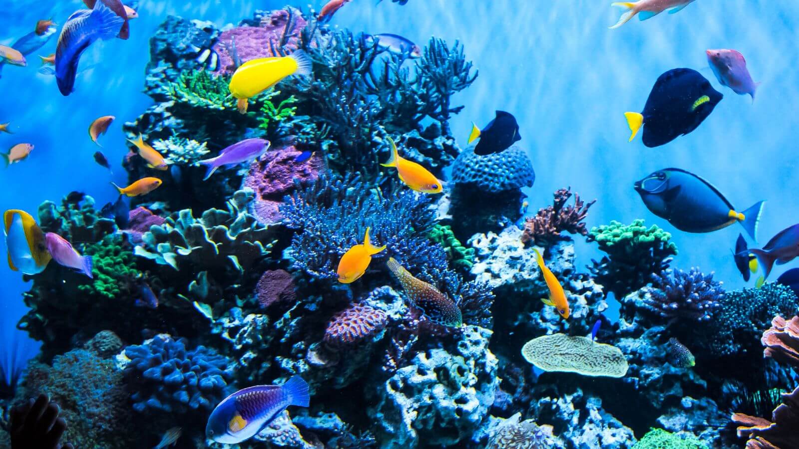 Aquarium%20BCN_Canva_2022%20(2).jpg